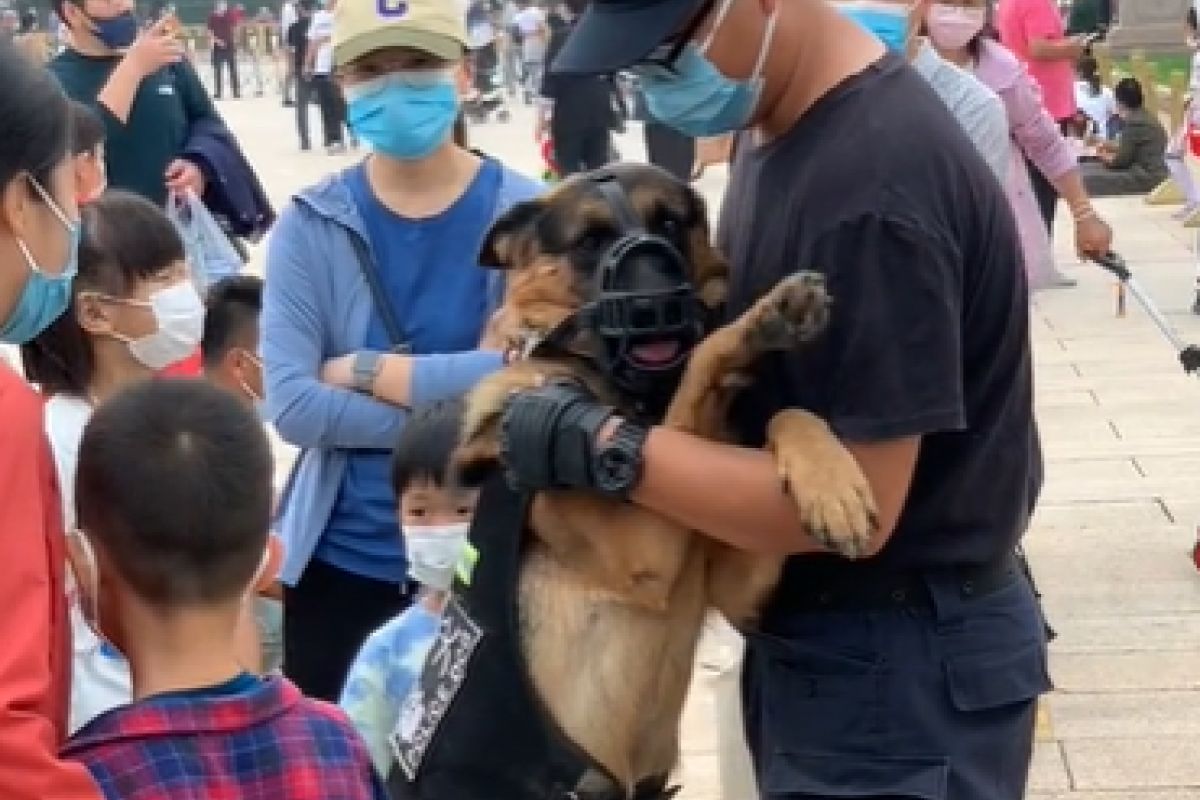 ▲警犬也社恐？值勤時人群逼近被嚇到，猛撲警員討拍拍。（圖／抖音：miua） 