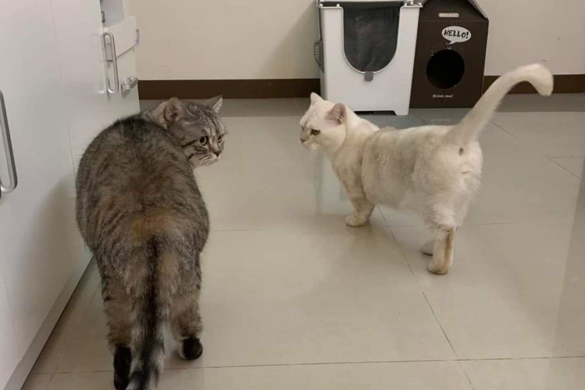 ▲原PO在尾牙時抽中大電視，笑不到幾天就被家中2貓粉碎快樂。（圖／臉書社團《爆廢公社》）