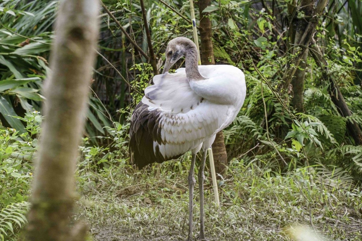 ▲日本釧路市長訪台探視丹頂鶴寶寶，帶團推廣保育教育。（圖／臺北市立動物園授權提供）