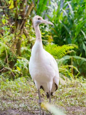 ▲日本北海道釧路市市長，將於1月11-12日組團來動物園探視丹頂鶴寶寶「哩鶴」。（圖／臺北市立動物園授權提供）