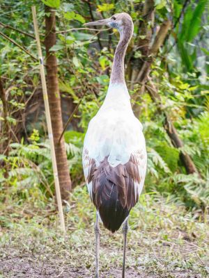 ▲聽到丹頂鶴繁殖成功的消息後，釧路市市長及動物園園長除了表示恭喜外，也非常期待可以見到本尊。（圖／臺北市立動物園授權提供）