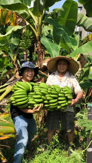 ▲許傑輝與96歲老父親採收香蕉。（圖／翻攝自許傑輝臉書）