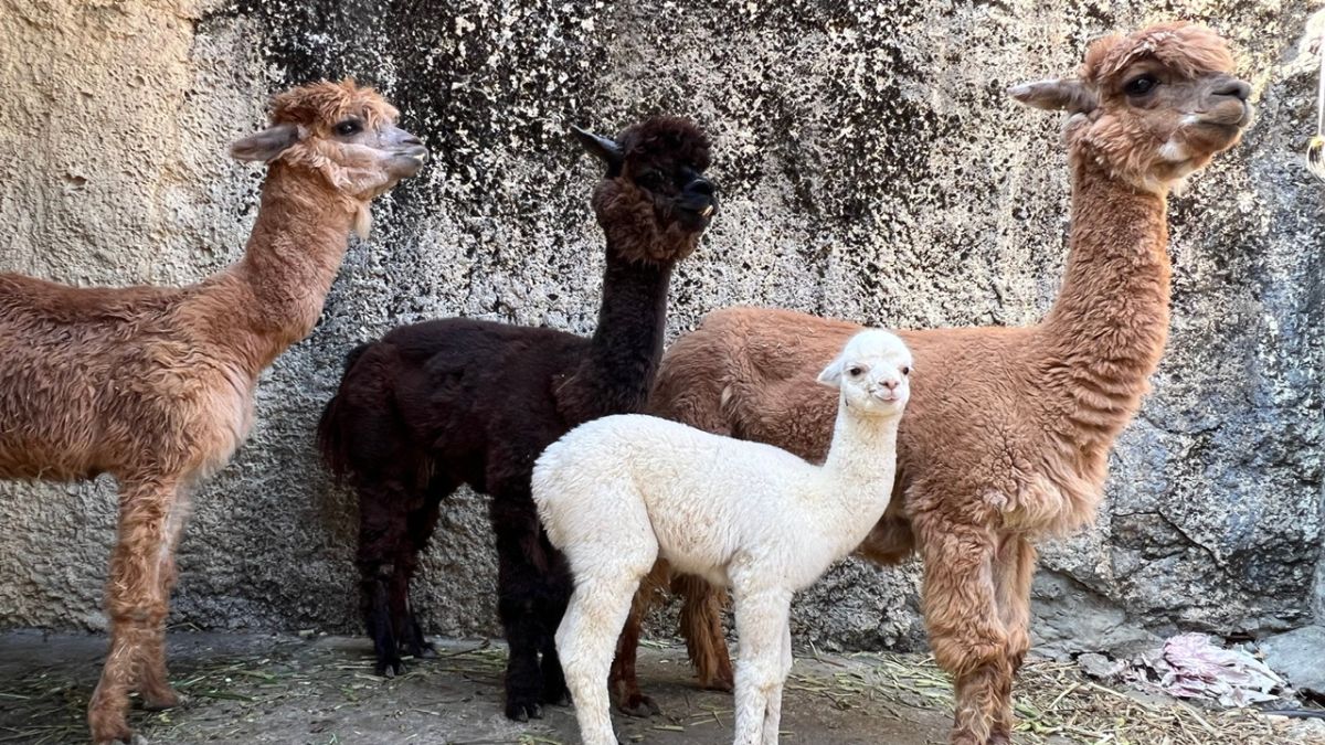 ▲整建後的壽山動物園不僅有嶄新面貌，也多了許多新面孔。（圖／高市府觀光局提供）