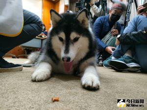 寵物狗公園調查「台南居六都之末」　7.7萬隻狗僅有一座
