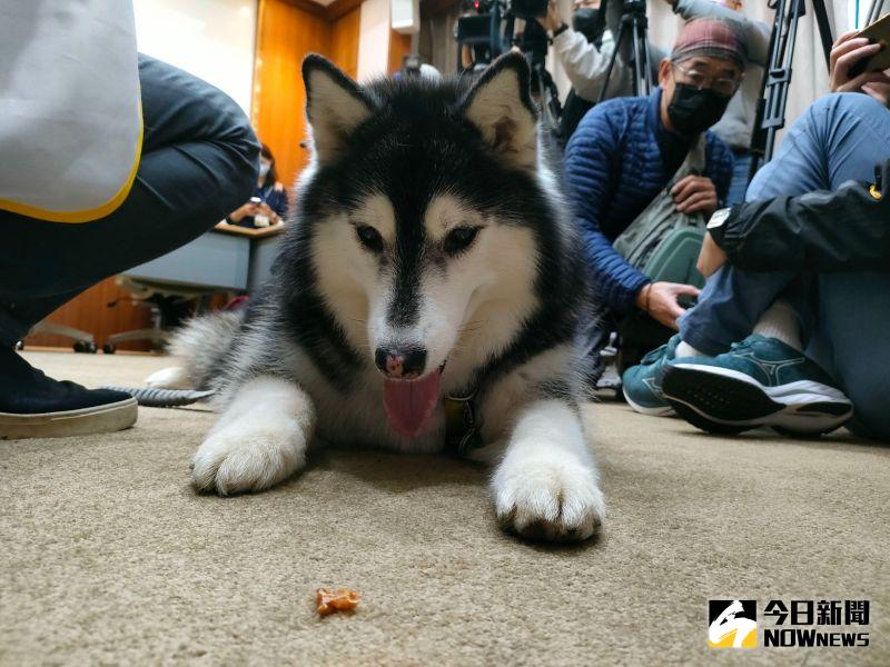 ▲台灣動物保護行政監督聯盟今（12）公布全國寵物公園調查，全台目前共有84座寵物狗公園，其中8成都位於六都。（圖／記者許若茵攝，2023.01.12）