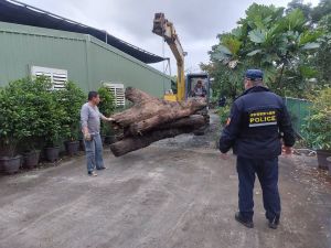 警破山老鼠集團！宜蘭查獲逾7噸貴重木　市值達136萬
