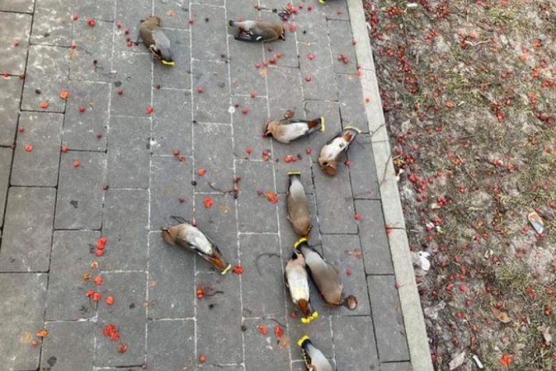 ▲公園滿地鳥屍是生態浩劫？網友揭曉真實原因，讓眾人笑翻了。（圖／Reddit：DonPecz） 