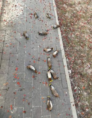 ▲波蘭某公園的石子路上躺滿一群「翻肚的鳥屍」。（圖／Reddit：DonPecz）