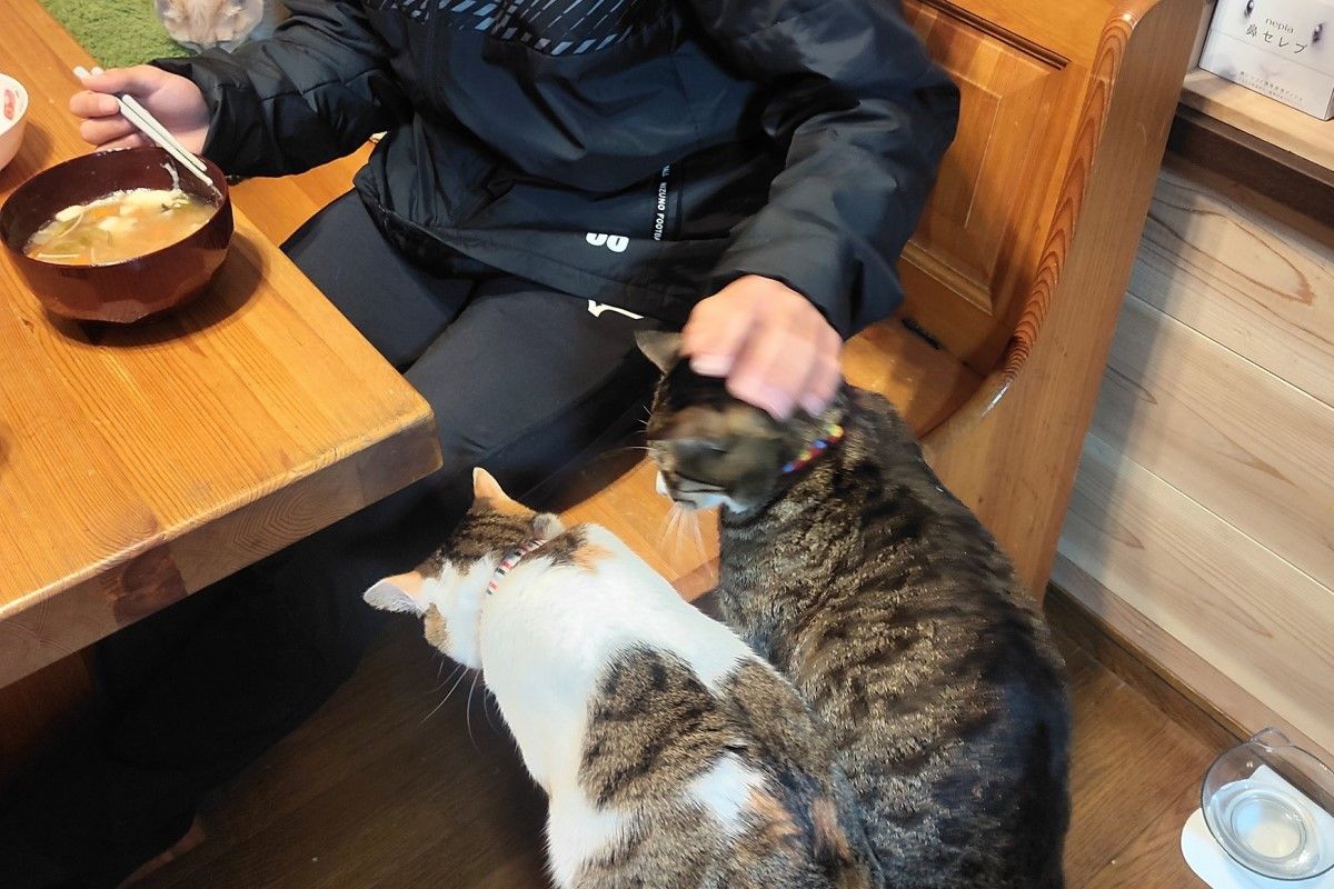▲兒子連假結束將離家，3貓團團圍住超不捨：「可以不走嗎？」。（圖／Twitter：naokowatanabe5）
