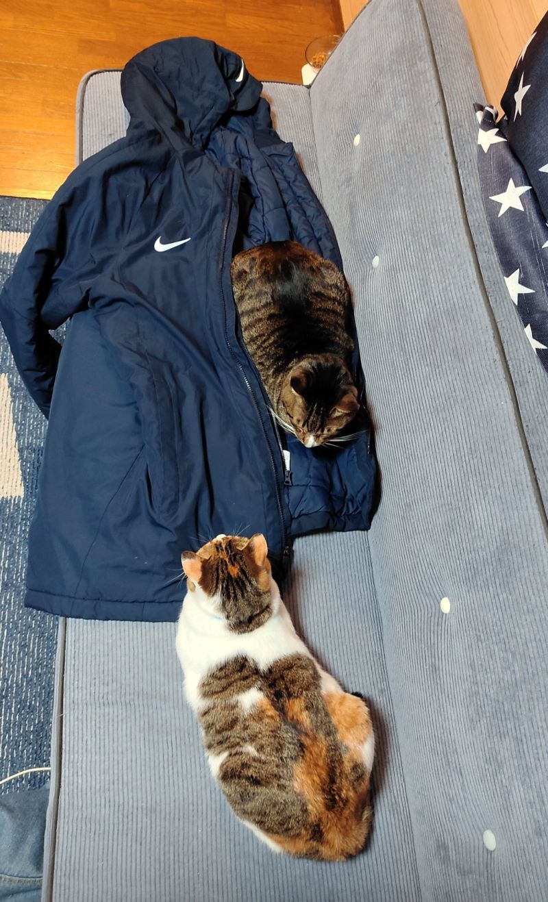 ▲貓貓們喜歡趴在有兒子味道的外套上。（圖／Twitter：naokowatanabe5）