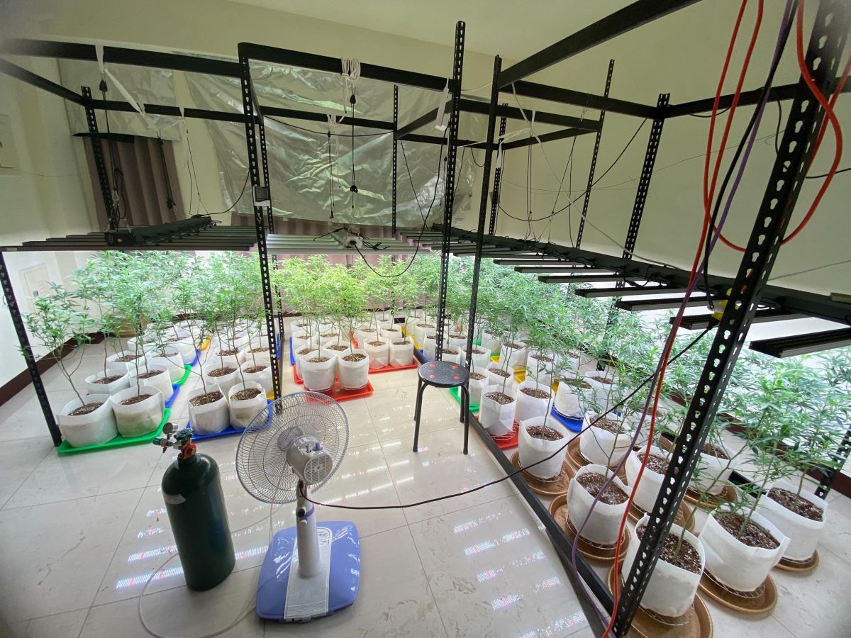 ▲丁姓男子等人在室內植種大麻，被刑事局中打中心循線查獲312株（圖/記者鄧力軍翻攝）