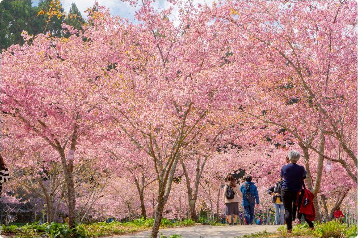 ▲武陵農場種植有2.1萬株櫻花樹，共有超過10種不同品種櫻花。（圖／雄獅提供）