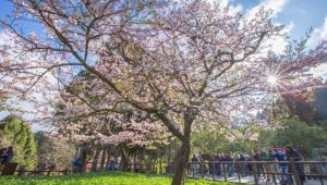 ▲眾所矚目的阿里山櫻花季即將在3月初登場，櫻花搭配森林鐵路的景色堪稱一絕。（圖／雄獅提供）