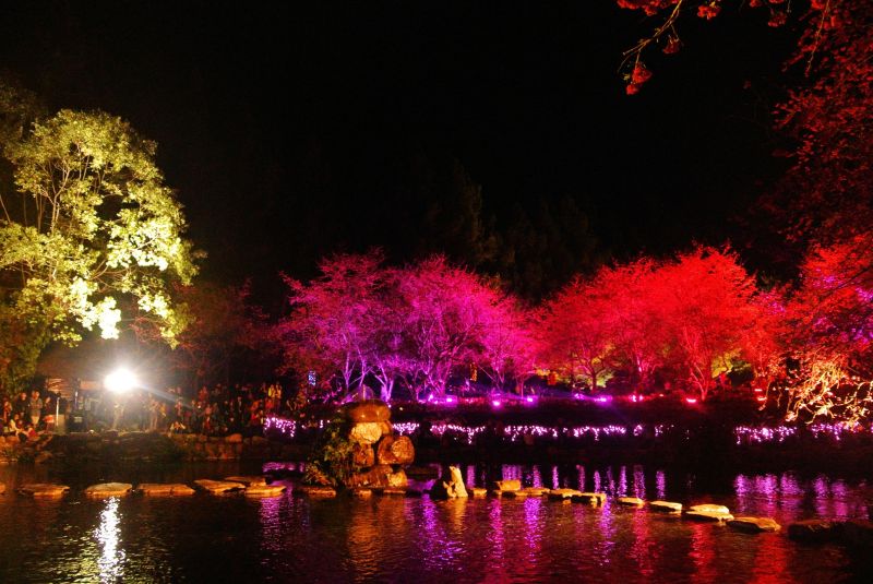 ▲九族櫻花祭到了晚間將於櫻花樹打上五顏六色的燈光，營造特色「賞夜櫻」活動。（圖／雄獅旅遊）
