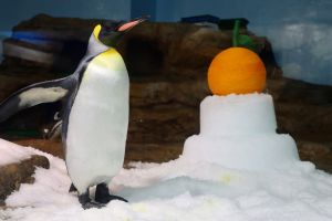 ▲Xpark為企鵝準備新春驚喜「企鵝冰雪鏡餅」。(圖/業者提供) ▲Xpark為企鵝準備新春驚喜「企鵝冰雪鏡餅」。(圖/業者提供)