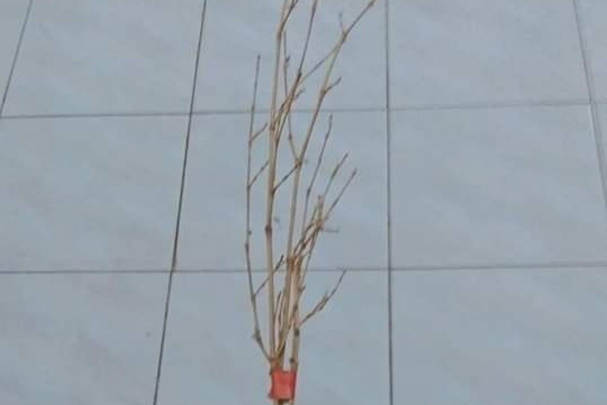 ▲管教神器，過去孩子做錯必吃「這道菜」，網友嘆息：「25歲以上都吃過」。（圖／臉書社團《爆廢公社》） 