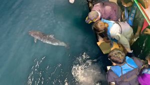 侏儒抹香鯨擱淺宜蘭岳明海灘  凌晨成功野放基隆外海
