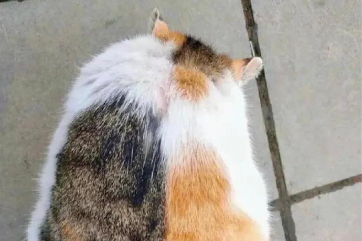 ▲這浪貓「胖若兩喵」，連AI繪圖都看錯，網友笑噴：「不愧帶點橘」。（圖／微博：萌寵物愛寶寶）