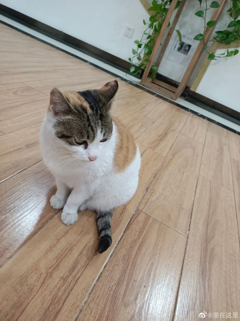 ▲有人認出這隻貓咪為重慶大學的浪貓。（圖／微博：里在這裡）