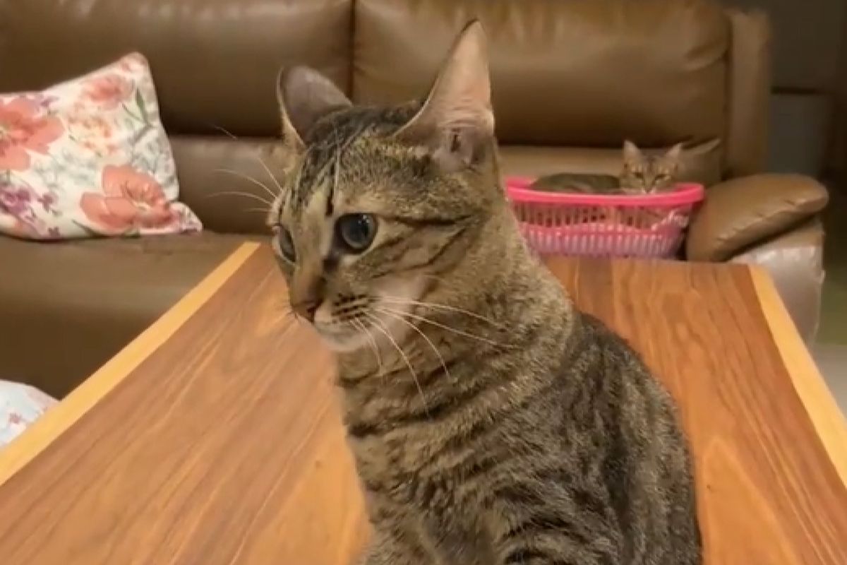 ▲待遇大不同，媽要手貓咪秒抬加撒嬌，爸卻只能碰空氣。（圖／Youtube：にゃんかつ）