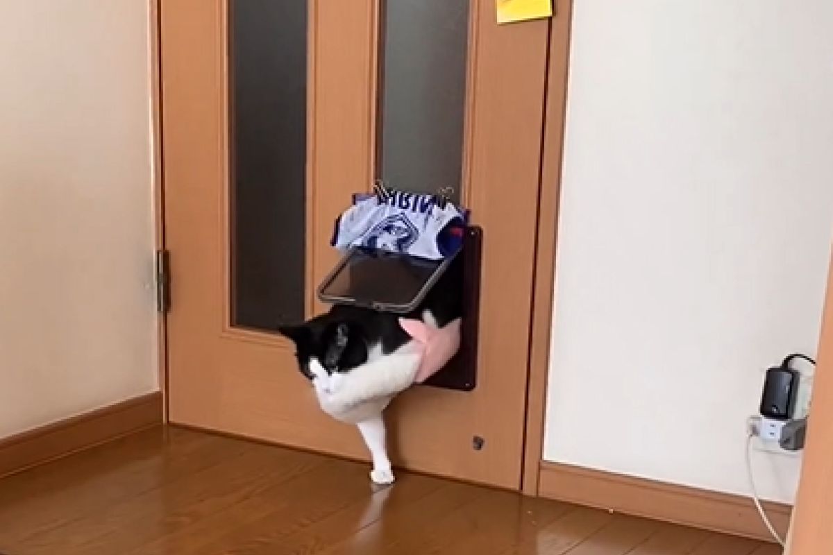 ▲執著貓硬叼床墊找飼主，進門時戲劇性滑倒笑爆網友：「好呆」。（圖／Instagram：tomomi.tak） 