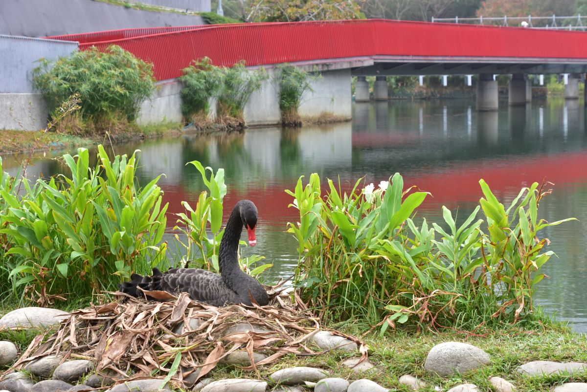 ▲秋紅谷景觀生態公園傳出好消息1對黑天鵝下蛋了(圖／建設局提供2023.1.14)