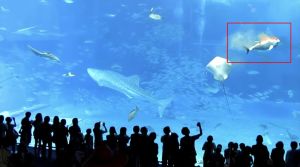 水族館遊客開閃光拍照！大魚衝撞玻璃慘死　爆血影片瘋傳
