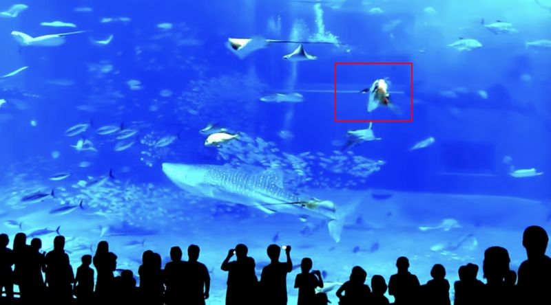 ▲一隻鮪魚在游客開啟閃光燈拍攝之後，突然衝撞玻璃慘死。（圖/YT@enneth's Perspective）