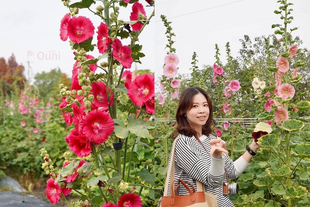 ▲蜀葵花又名一丈紅，是百花界巨人，最高可達三公尺，田中窯花季期間，萬紫千紅很壯觀。（圖／田中窯提供）