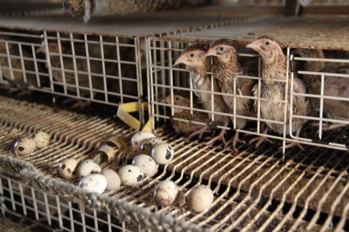 ▲蛋鵪鶉平均23.7小時就能產下一顆蛋。（圖片提供／中華民國鵪鶉協會）