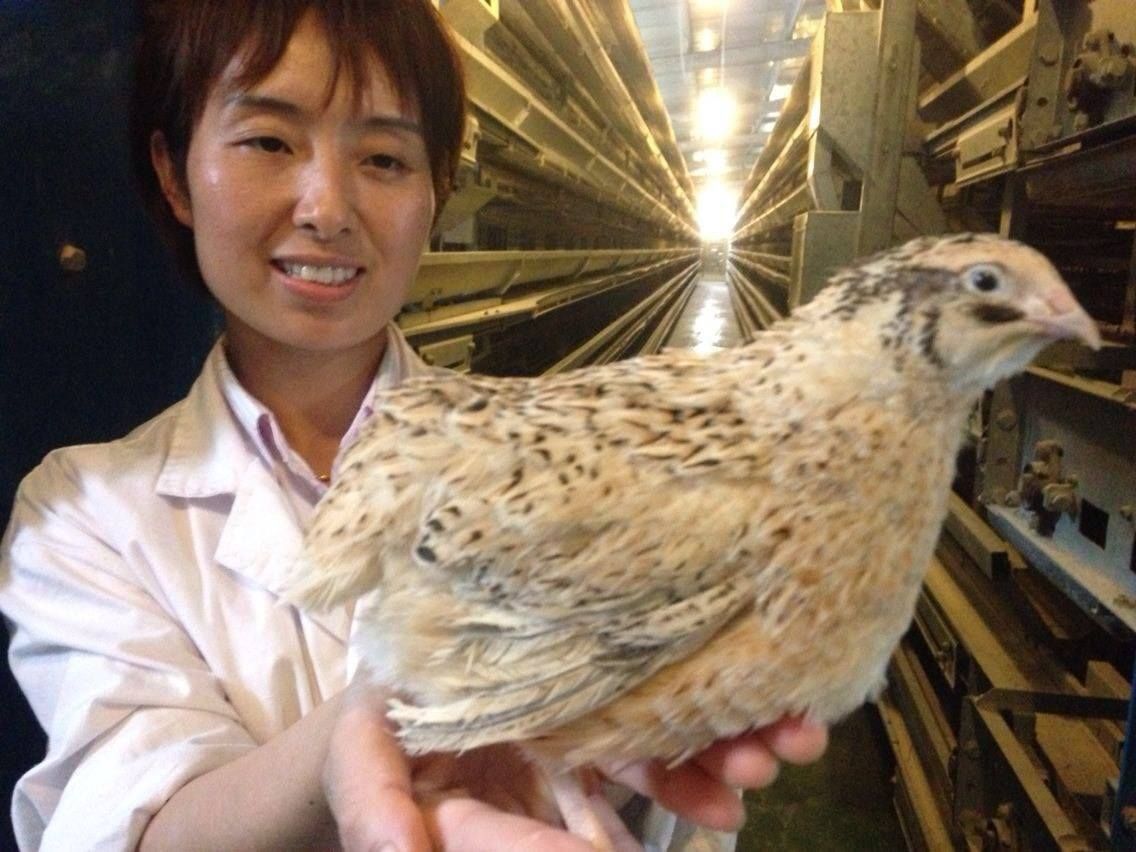 ▲肉用鵪鶉體型比蛋用鵪鶉更大。（圖片提供／中華民國鵪鶉協會）