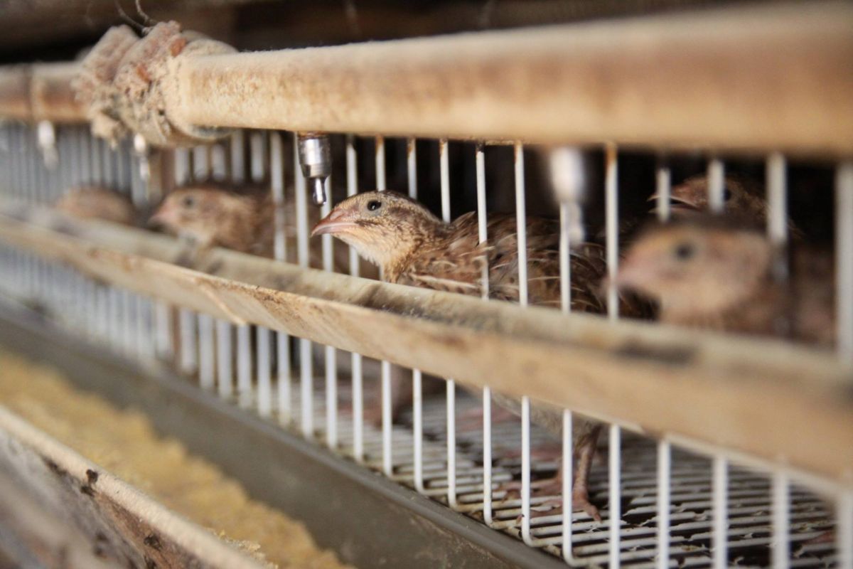 ▲動植物防疫檢疫局昨（29）日表示，家畜衛生試驗所通知，彰化縣鹿港鎮1鵪鶉場主動通報確診H5N1亞型高病原性禽流感。（圖片提供／中華民國鵪鶉協會）