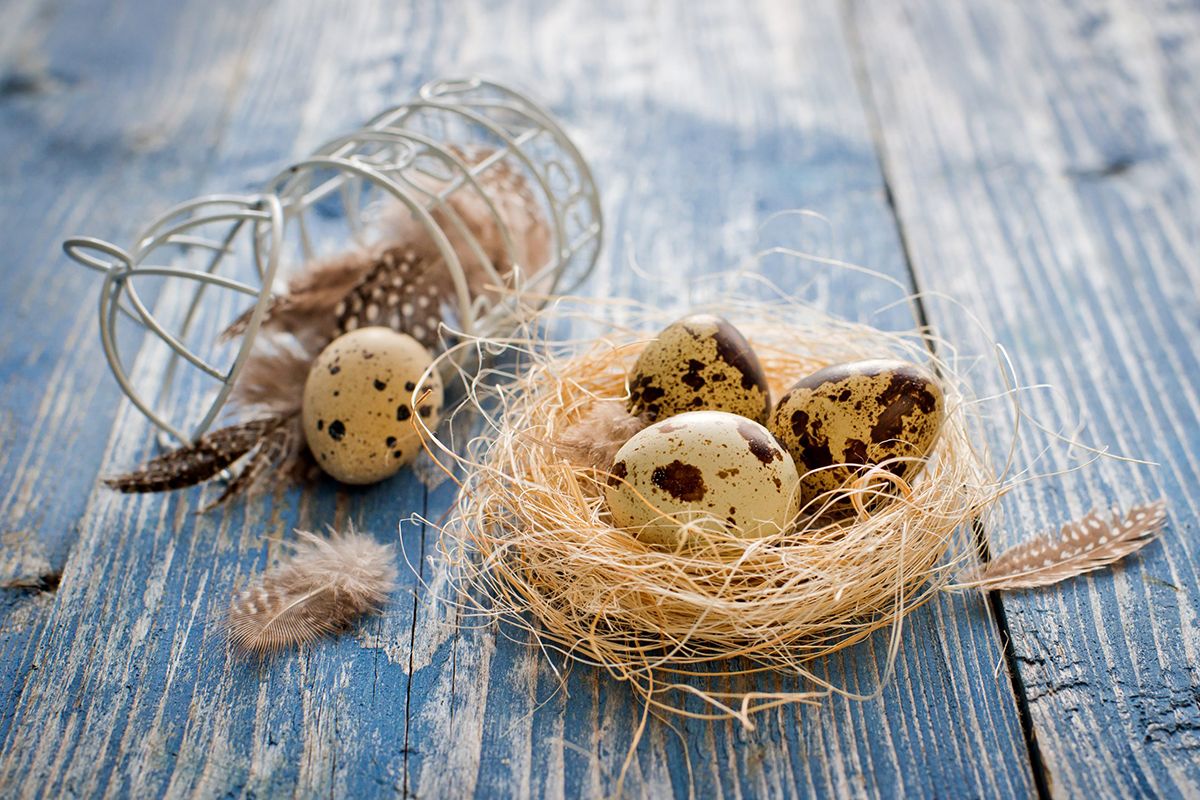 ▲鵪鶉蛋上的花紋，是鵪鶉的輸卵管分泌色素，附著在蛋殼上，因此只要稍微用力擦拭就能去除。（圖片提供／中華民國鵪鶉協會）