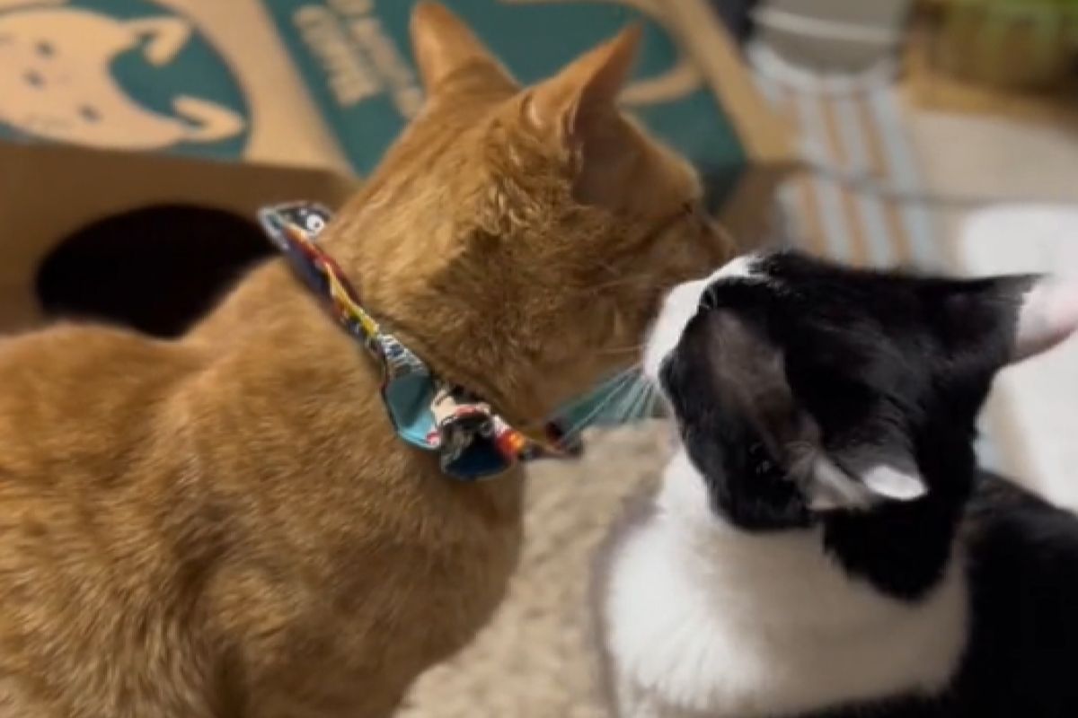 ▲柴犬在公園撿到貓並帶回家當寶貝疼，小貓長大自己也罩一隻，網讚：「是傳承」。（圖／TiKTok：espritdelange）