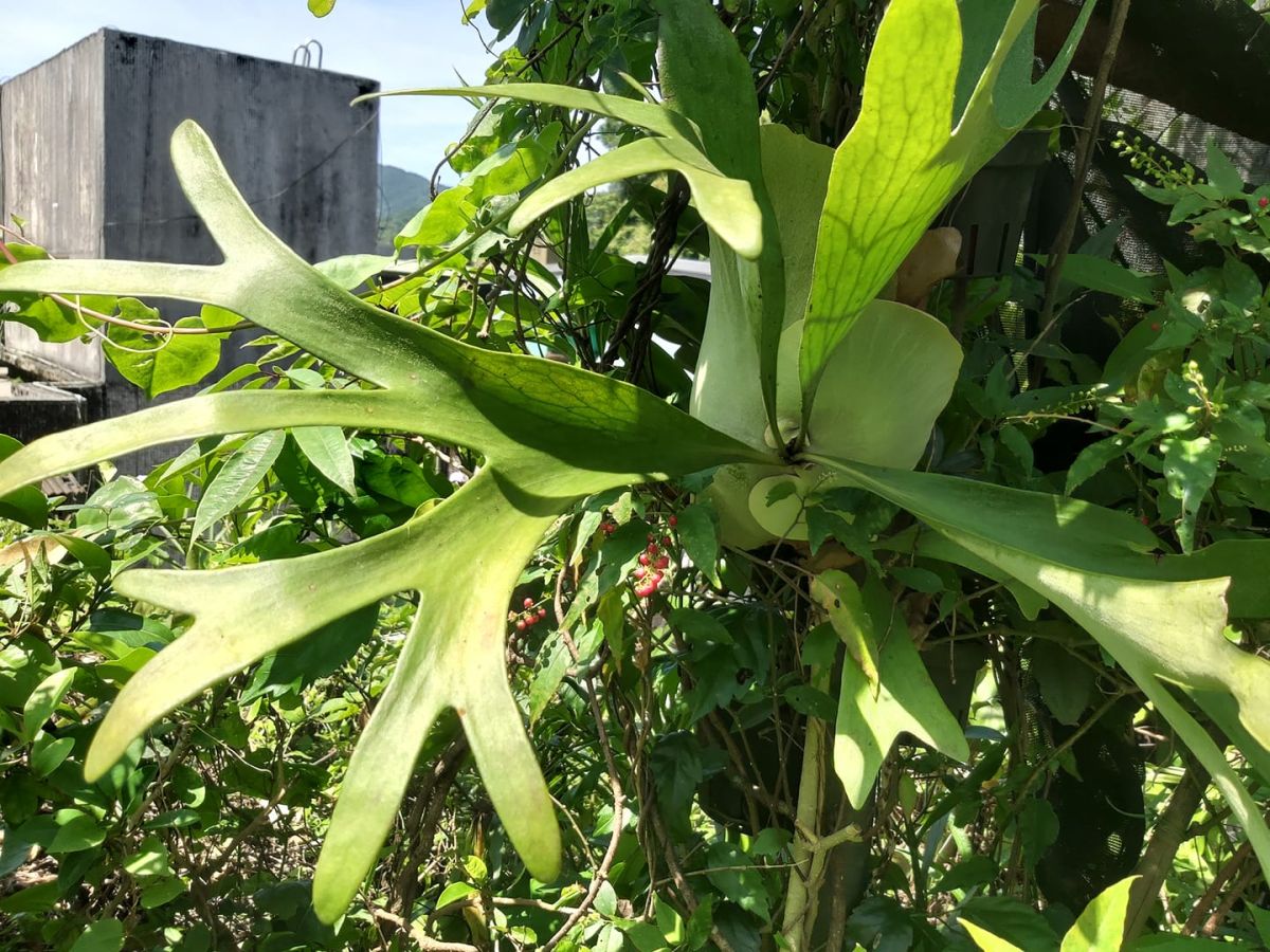 ▲ 鹿角蕨模樣討喜。（圖／翻攝觀葉植物迷交流站網友林光勳）