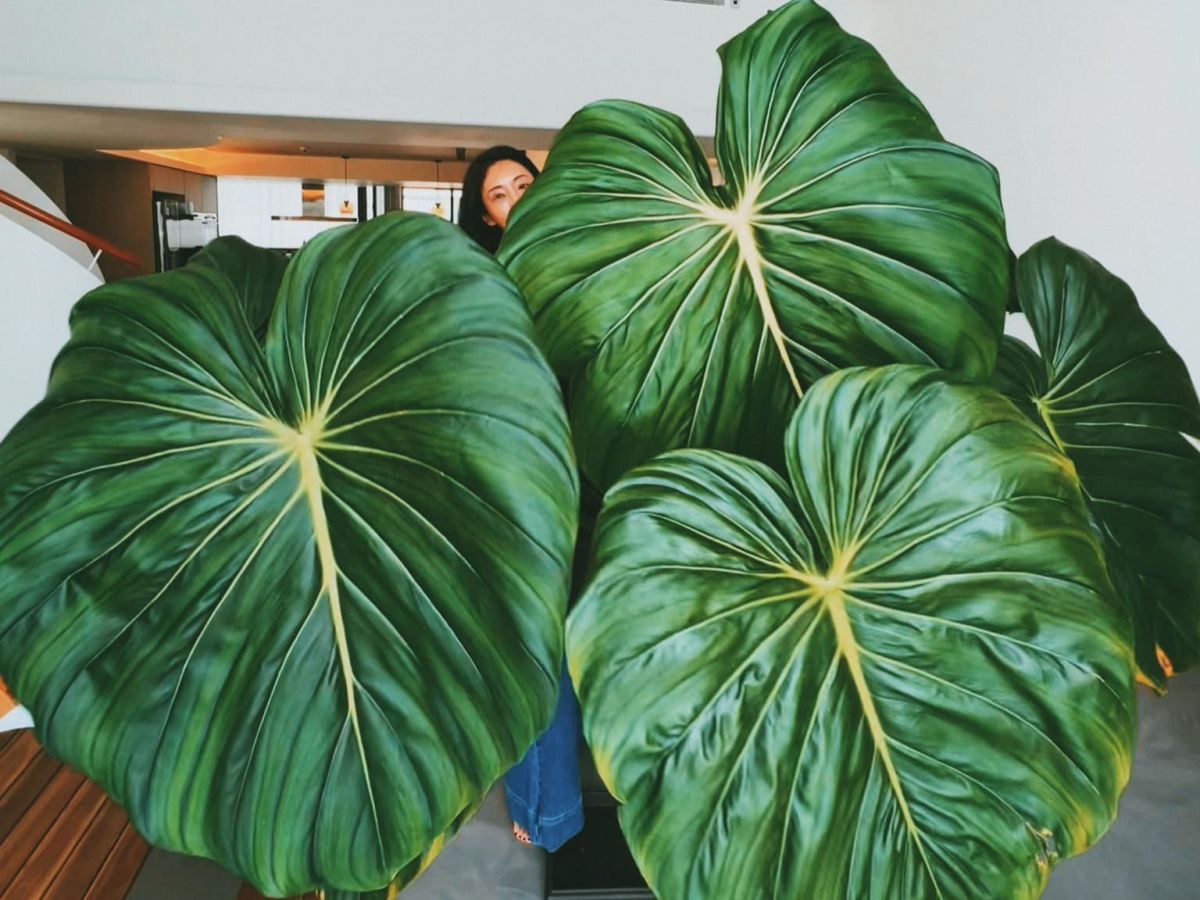 ▲ 隋棠家裡的植物引發網友熱議。（圖／翻攝隋棠臉書）