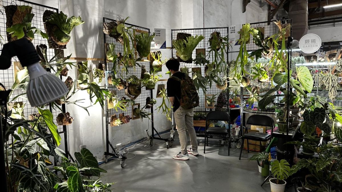 ▲ 觀葉植物越來越受消費者喜愛。（圖／翻攝植子臉書）