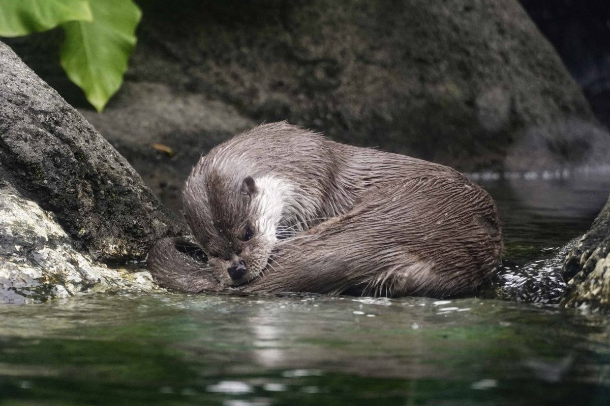 ▲幫浪浪不如從根源救助，動物園籲：「別餵食」，因為外來的遊蕩動物一旦開始繁殖，無論對本土的野生動物或其賴以生存的自然環境都有損害。（圖為歐亞水獺／臺北市立動物園授權提供）