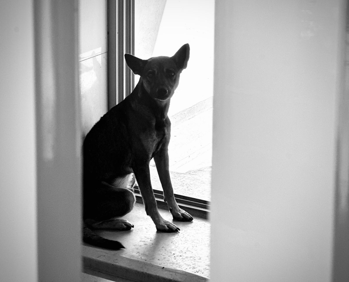 ▲民眾提案「落實動物安樂死」，喊話「人道安樂程序已有嚴謹審核機制，主管機關不應再迴避責任，社會也不宜持續污名化人道安樂死」。（圖／記者黃禹馨攝)