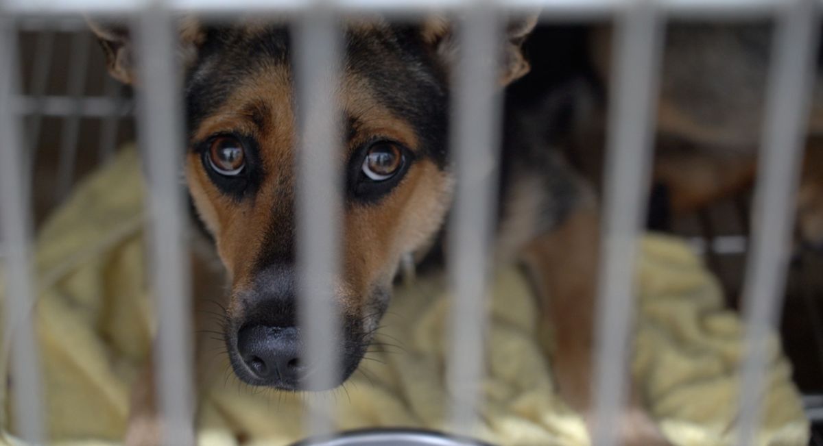 ▲正反方提案人皆同意在基於動物福利的前提下，有條件地執行人道安樂。（記者陳建彰／攝）