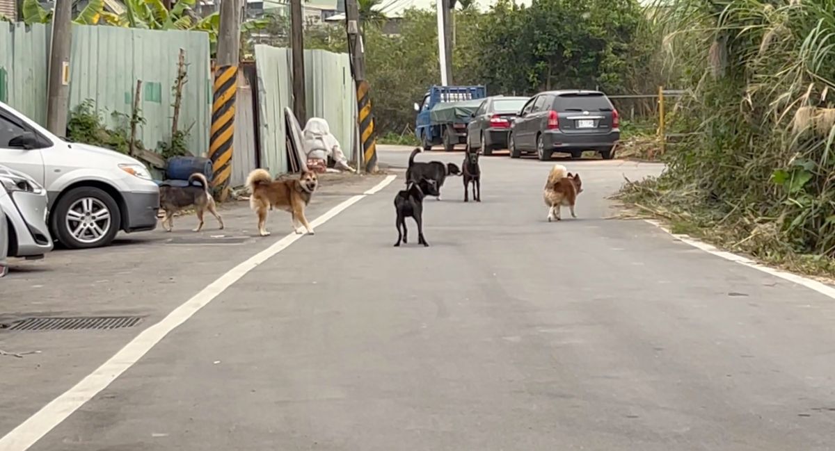 ▲目前TNvR未入法的情況而言，依舊有反對聲浪認為這是「政府帶頭丟狗」的行徑。（記者陳建彰／攝）