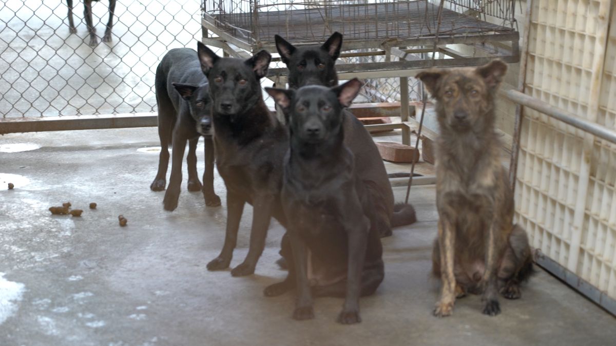 ▲依現行動物保護法規範，民間收容犬隻無論數量多寡，都定義為飼主責任。（記者陳建彰／攝）