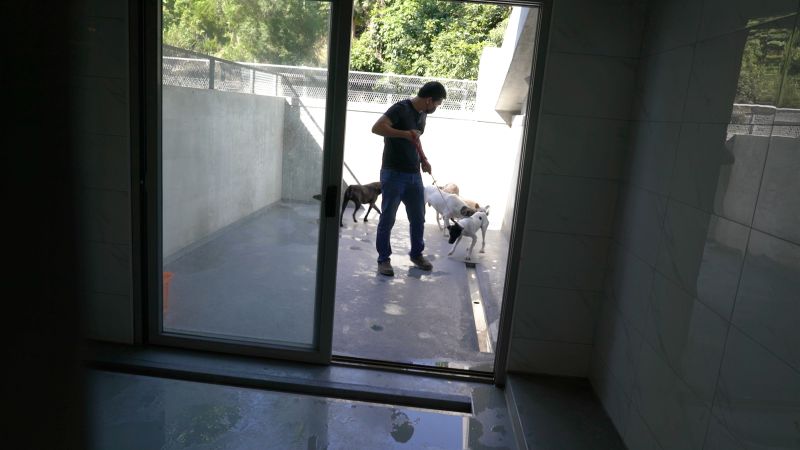 搶救浪浪5／訓練流浪犬到果園幫看門　增加民眾認養意願