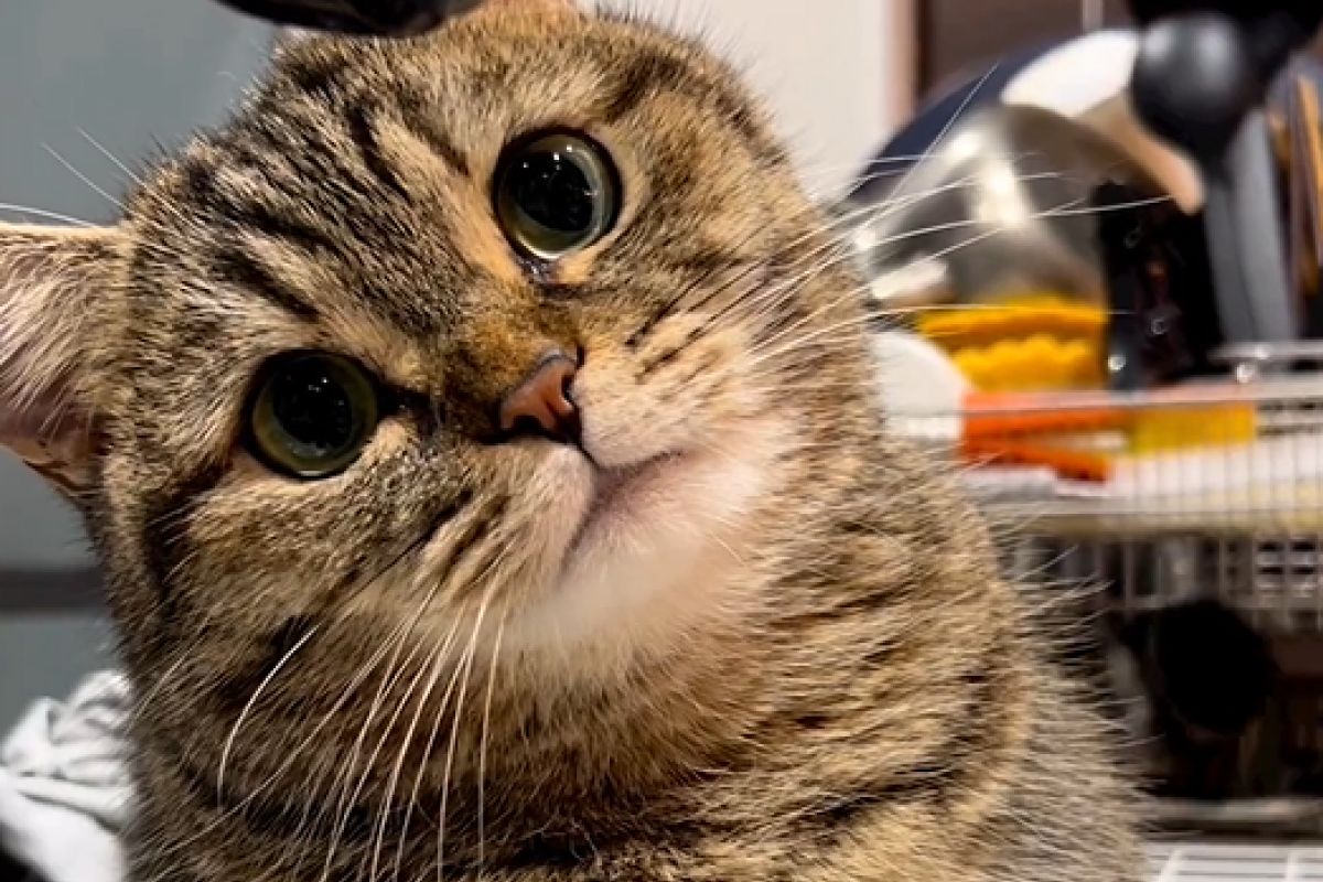 ▲貓咪想練成抓住水的功夫，瞪大眼睛並左右出拳，認真樣萌翻。（圖／Instagram：marumaru06260908）