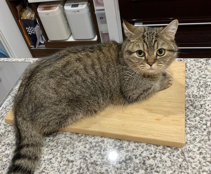▲貓咪Maru總愛在廚房觀察主人的一舉一動。（圖／Instagram：marumaru06260908）