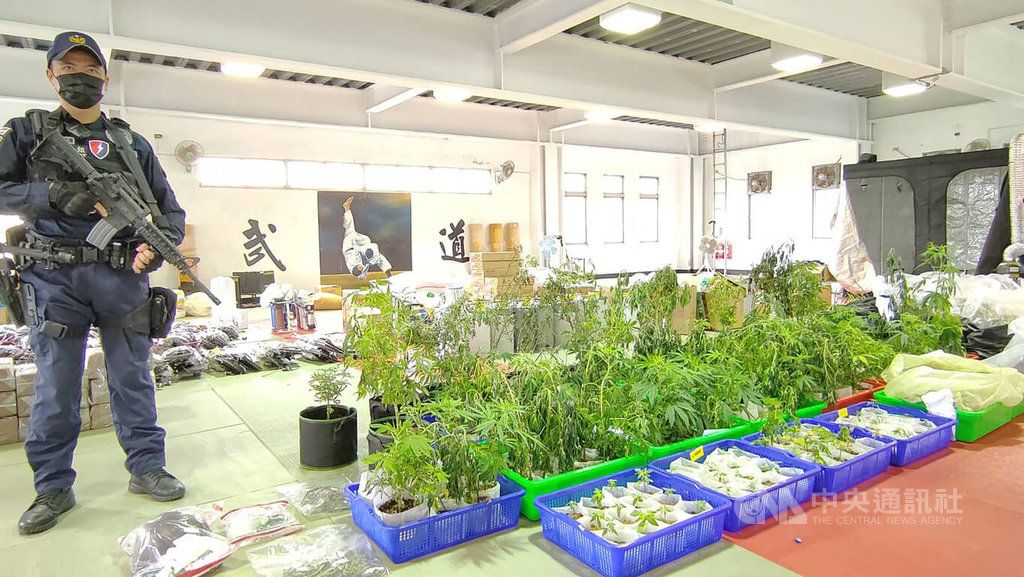 ▲花蓮縣警察局17日宣布破獲違法種植大麻案，合計查扣305株植株和相關設備，市價逾新台幣2000萬元，涉案何姓主嫌被花蓮地院裁定羈押禁見。圖為警方展示全案查扣贓證物。中央社記者李先鳳攝 112年1月17日