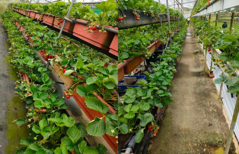 ▲東林草莓農園落實無毒有機農作，並採用「全溫室栽培」。（圖／翻攝內湖東林草莓園）