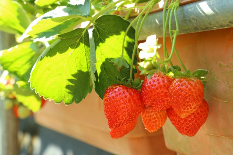 ▲東林草莓農園落實無毒有機農作。（圖／翻攝內湖東林草莓園）