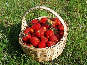 冬季採草莓！精選全台10大園區　宜蘭可採罕見「白草莓」
