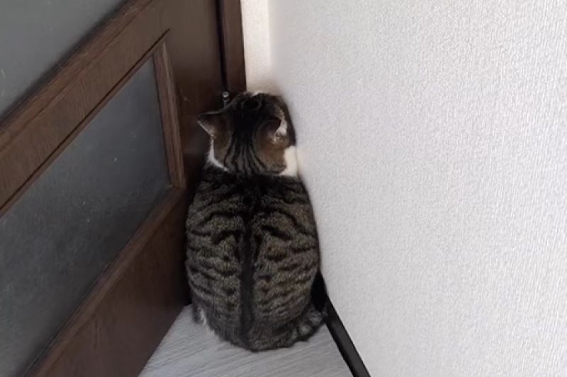 ▲家裡出現陌生人，貓咪躲牆角強制隱形：「你看不到我」。（圖／Instagram：chocolobo1212）